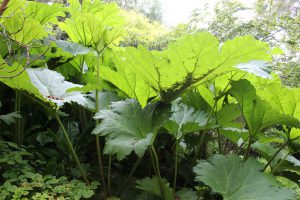 Inverewe Garden