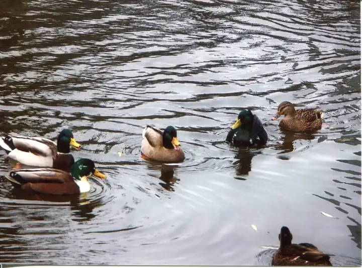 Enten