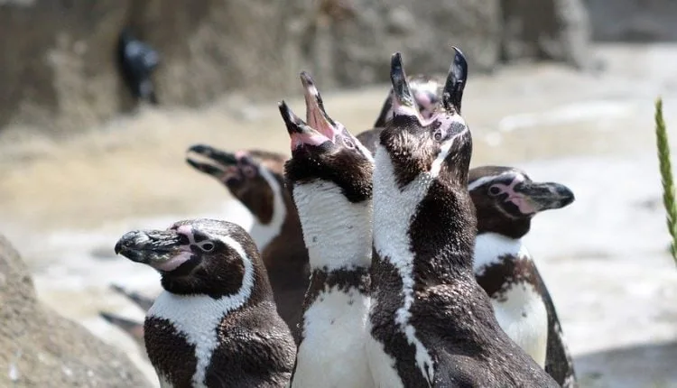 pinguine