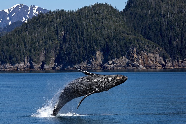 whale