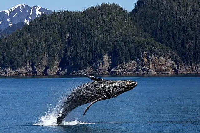 whale
