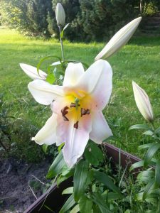 Tree-Lily® Pretty Woman