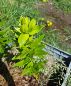 Lilien vor der Blüte