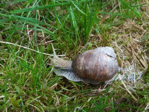 Weinbergschnecke