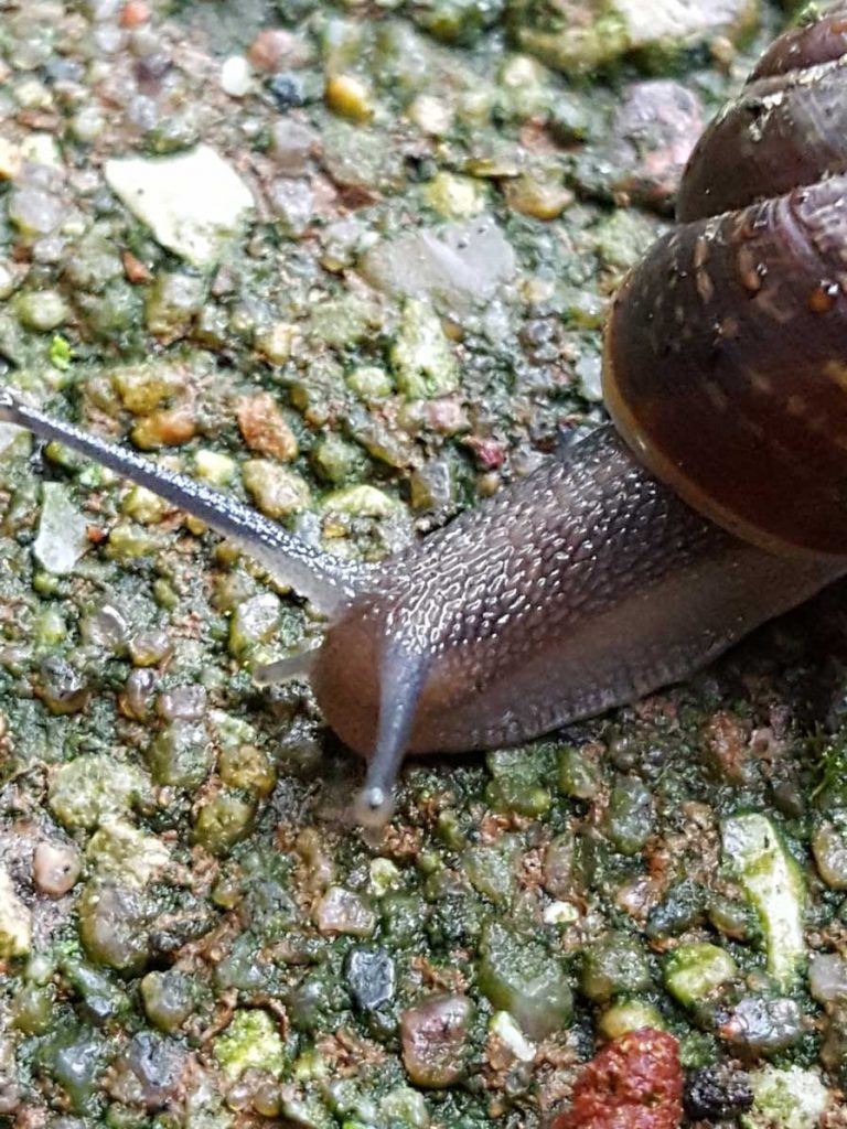 Bänderschnecke
