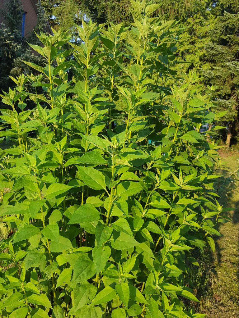 Sonnenwurzel 07/2017