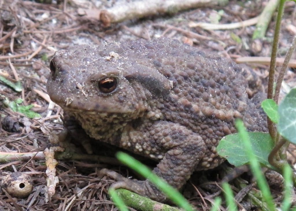 Neue Gartenbewohner entdeckt - 18.05.2018