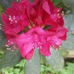 Gartenrundgang 16.05.2018