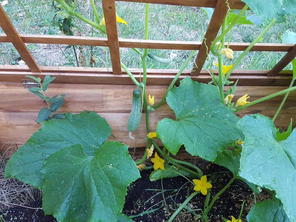 Gartenrundgang 07/2018