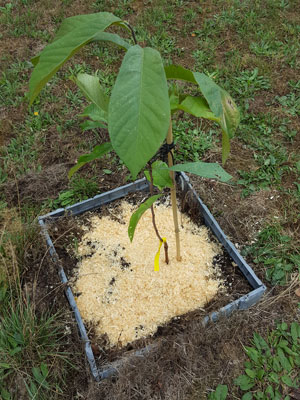 PawPaw Indianerbanane ®