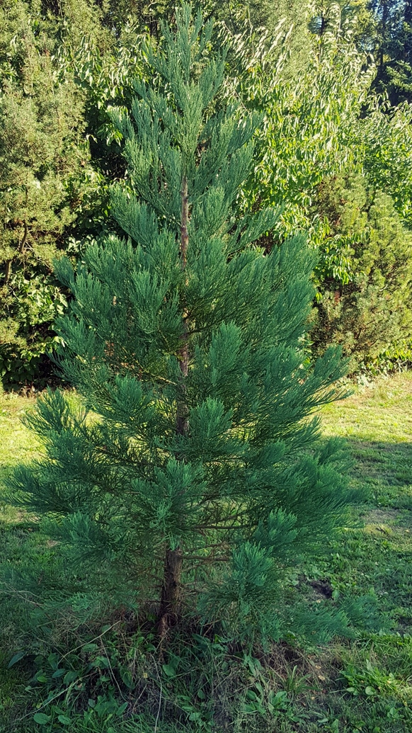 Sequoiadendron giganteum Ende September 2018 - 2,80 Meter erreicht