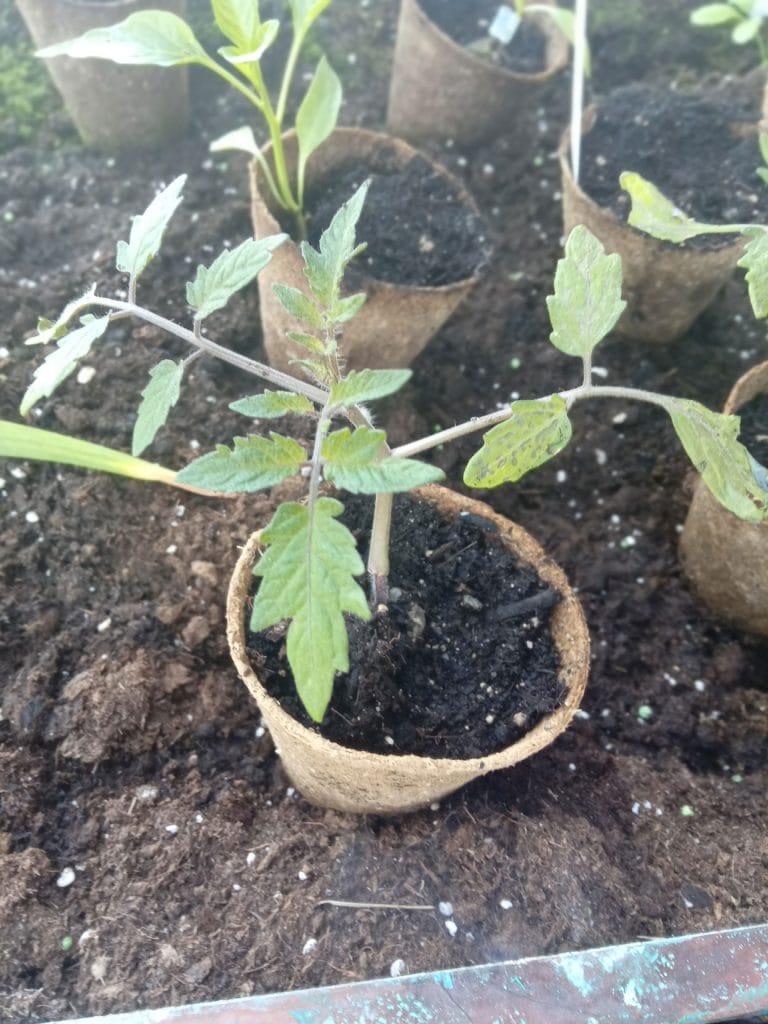 Tomaten und Paprika 04/2019