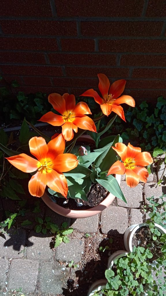 2020-04 Der Frühling ist voll im Gange