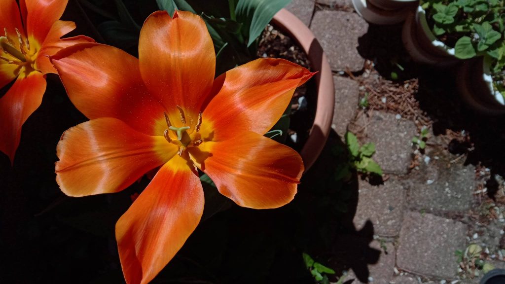 2020-04 Der Frühling ist voll im Gange